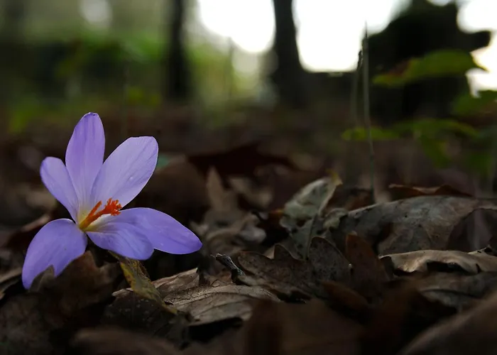 Σπίτι διακοπών Quinta Do Caritel Vouzela