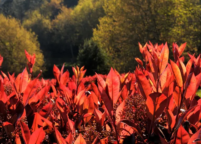 Quinta Do Caritel * Vouzela